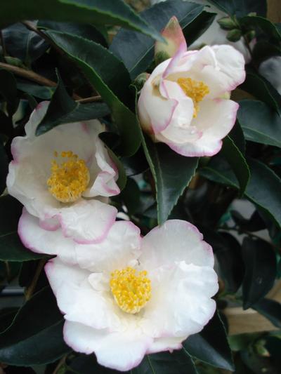 Camellia Yoi Machi