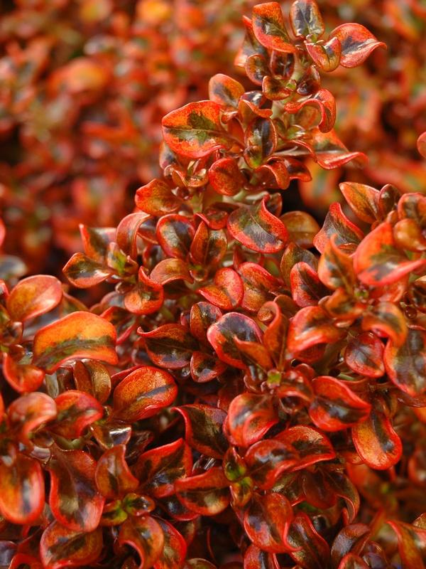 Coprosma Tequila Sunrise 2.4L