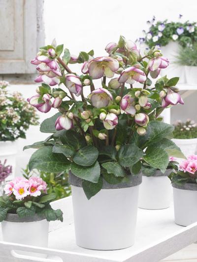 Helleborus Sophies Delight 17cm