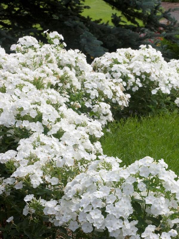 Phlox paniculata grandiflora White