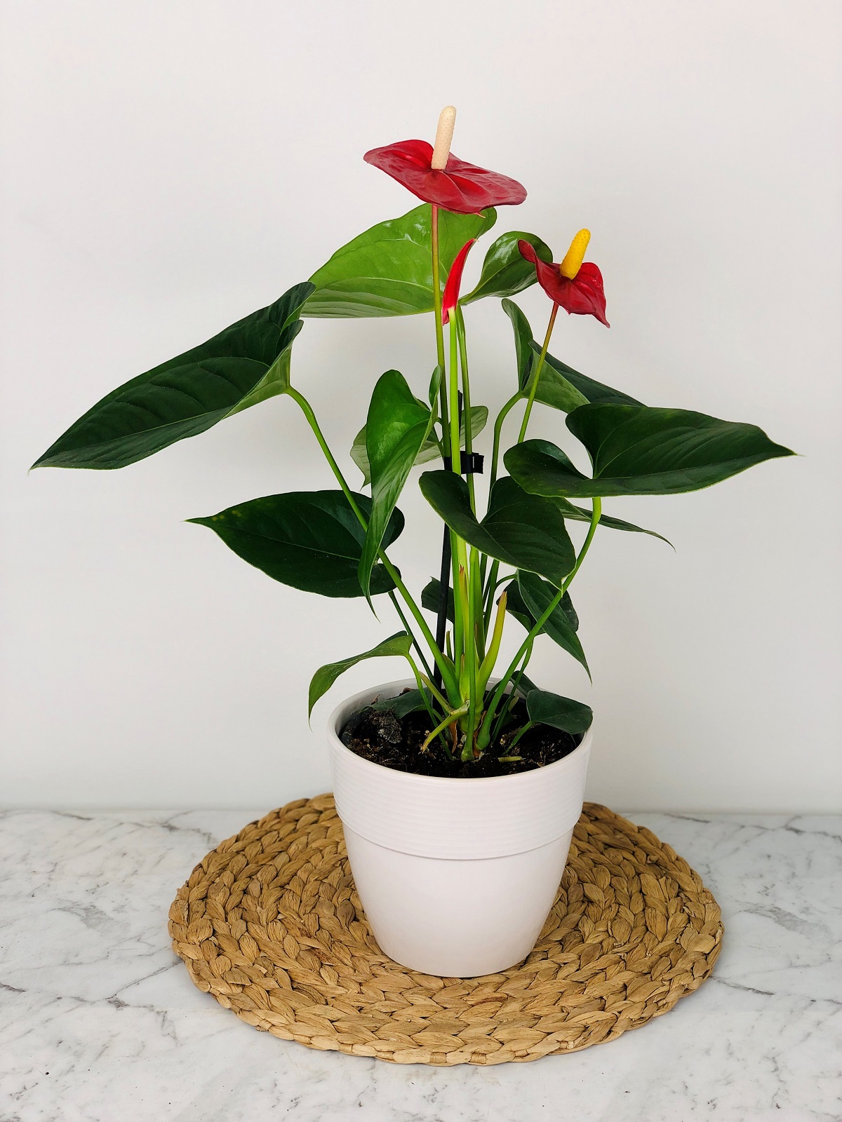 Oderings Garden Centre | Houseplant - Anthurium Turenza in Ceramic Pot