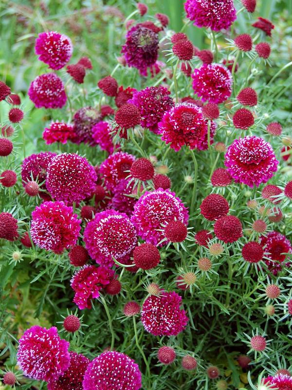 Scabiosa Crimson Cloud 9cm