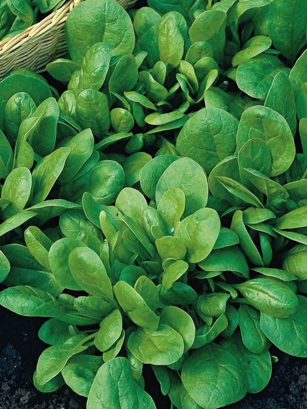 Mr Fothergills Spinach Andromeda F1