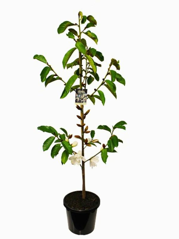 Michelia Royal White 8.5L