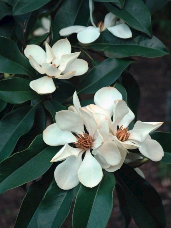 Michelia Maudiae 