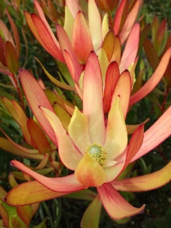 Leucadendron Copper Tone 1.5L