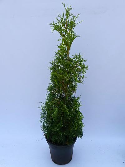 Thuja Pyramidalis