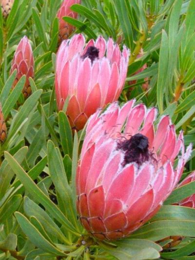 Protea Burgundy Nipple Protea Burgundy Nipple