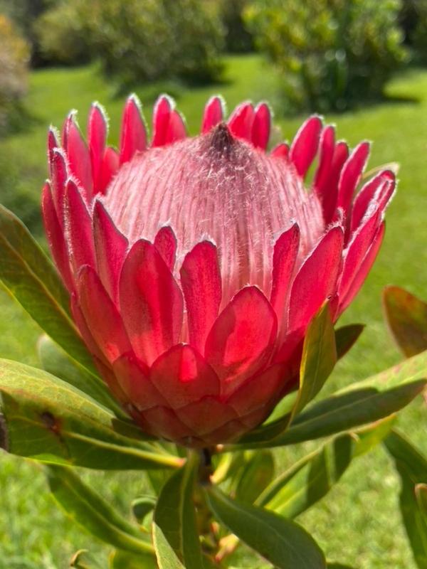 Protea Red Ice