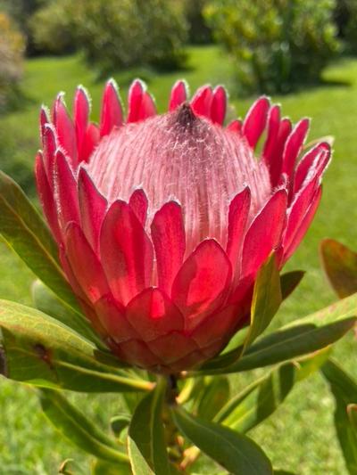 Protea Red Ice Protea Red Ice
