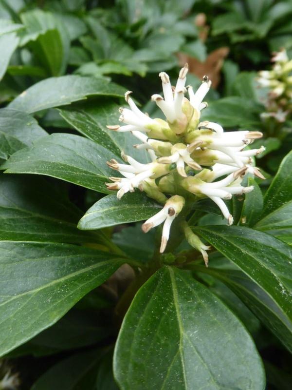 PACHYSANDRA INSIGNIS